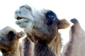 Pet Camels