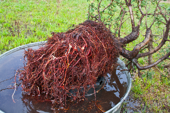 Untangling the Roots