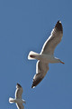 Seagulls, Ventura, Calif.
