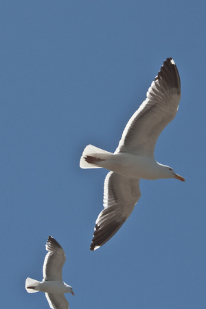Seagulls, Ventura, Calif.