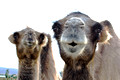 Pet Camels